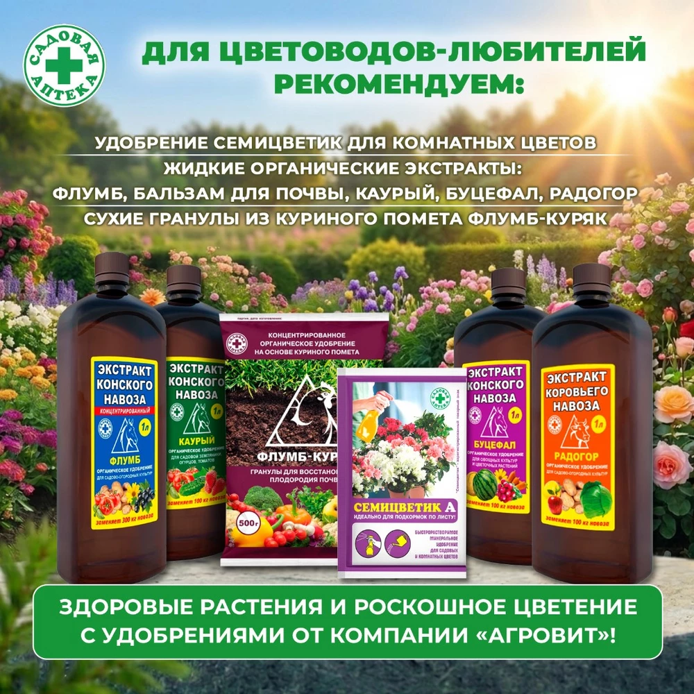 Семицветик-для-клумб_5