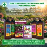 Семицветик-для-клумб_5