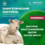 Фелуцен-коктейль_2